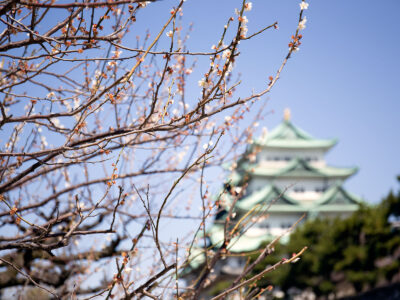 桜のお花見 名古屋城 1分咲き