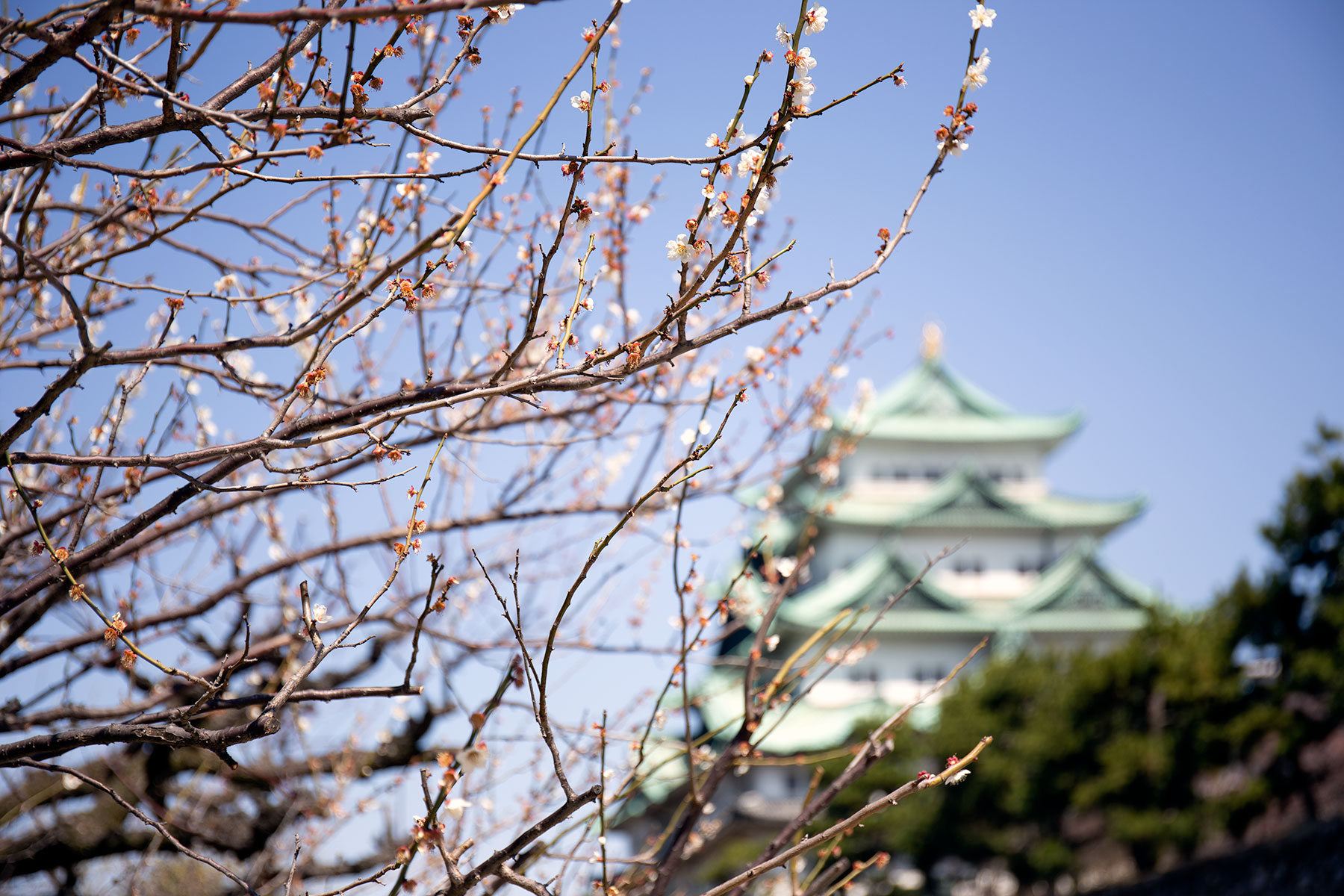 桜のお花見 名古屋城 1分咲き